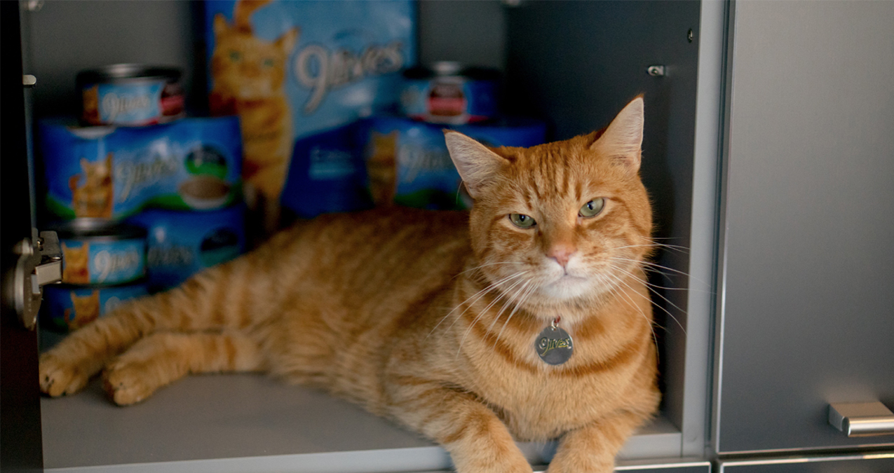 9Lives