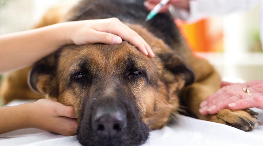 A Veterinarian Giving A Sick German Shepherd A Vaccine